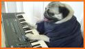 Cute Dog Live Keyboard related image