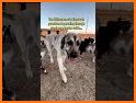 Herding Dog related image