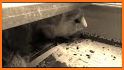 Guinea Pig Communicator related image