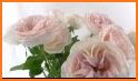 Beautiful Pink Rose Garden Theme related image