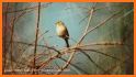 Bird Calls, Sounds & Ringtones for mind relaxation related image