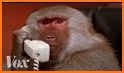 Monkey Phone related image