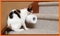Toilet Paper Cat Run related image
