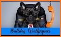 French Bulldog Wallpapers related image