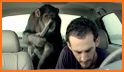 The Auto Monkey related image