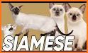 Siamese Cats related image