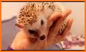 Your Hedgehog related image