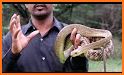 Identify Indian Snakes - by Photos related image