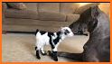 Cute Baby Goat Rescue related image