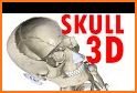 Skeletal Anatomy 3D related image