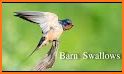 Barn Swallow TB04 related image