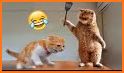 Funny Cat Videos and Pictures, Funny Cat Memes related image