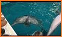 Clearwater Marine Aquarium related image