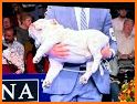 The Bulldog Show related image