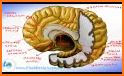 My Brain Anatomy related image