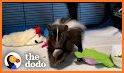 Bubble Skunk Pet Rescue related image