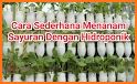tips praktis belajar menanam sayuran hidroponik related image