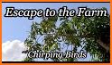 Chirping Bird Escape - Kavi related image