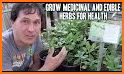 Medicinal herbs related image