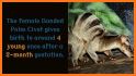 Banded Palm Civet related image