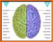 Left vs Right: Brain Training related image