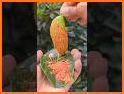 Mango related image