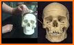 Dental Anatomy & Skull related image