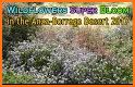 Anza-Borrego Wildflowers related image