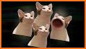 Cute Cat Live Wallpaper Themes related image