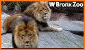Bronx Zoo App Free related image