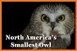 North Line OWL related image