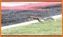 Squirre lville related image