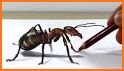 Ant Art 3D related image