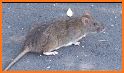 Mice Catch - Cat Game related image
