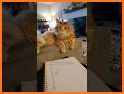 Cat Math Wizard related image