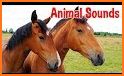 Sounds of Animals related image