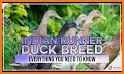 Duck Runner related image