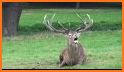 Whitetail deer call sound related image