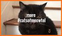 Meowtel: In-Home Cat Sitting related image