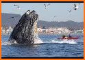 The Humpback Whales related image