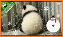 Cute Panda Blast related image