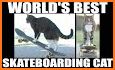 Cat skater related image