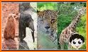 Happy Safari: animal rescue zoo related image
