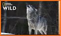 Wild Wolf related image