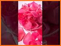 Red Rose Flowers Theme related image