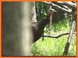 Turkey hunting calls: Hunting sounds Mating calls. related image