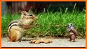 Chipmunks sounds for RINGTONES and WALLPAPERS related image