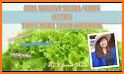 tips cara menanam selada hidroponik yang sederhana related image