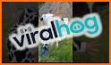 Animal AR Video & Soundboard related image