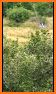 Wild Animal Hunter Snipper related image